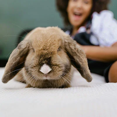 突破网络限制：iOS上Shadowrocket代理工具的深度使用指南