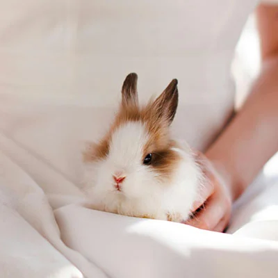 科学上网 | 1月20日23M/S|免费Shadowrocket节点/Singbox节点/Clash节点/Trojan节点/SSR节点/V2ray节点节点推荐，在线Clash机场梯子购买推荐