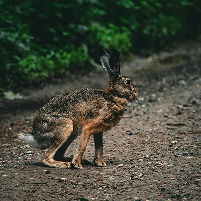 科学上网 | 1月27日20M/S|免费V2ray节点/Singbox节点/Trojan节点/Clash节点/Shadowrocket节点/SSR节点节点推荐，在线Clash机场梯子购买推荐