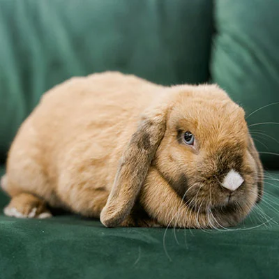 突破边界：科学上网与收费SS服务的全面指南与深度解析