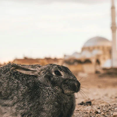 科学上网 | 1月9日20.7M/S|免费SSR节点/Shadowrocket节点/Singbox节点/Clash节点/V2ray节点节点推荐，在线Clash机场梯子购买推荐