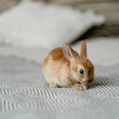 港版手机解锁全球互联网：科学上网全攻略与深度解析