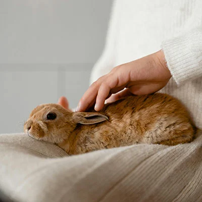 科学上网 | 1月22日21.9M/S|免费Clash节点/Trojan节点/Singbox节点/Shadowrocket节点/SSR节点/V2ray节点节点推荐，在线Clash机场梯子购买推荐