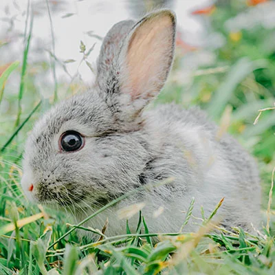 巴基斯坦与印度冲突全解析：历史、根源与未来走向