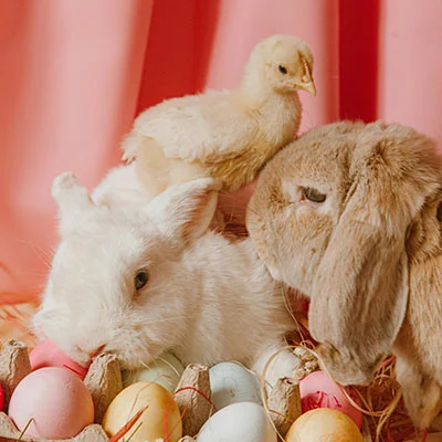 iOS设备科学上网终极指南：从工具选择到配置技巧与问题排查